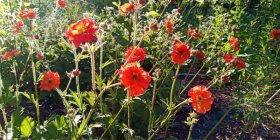 Geum 'Scarlet Tempest'